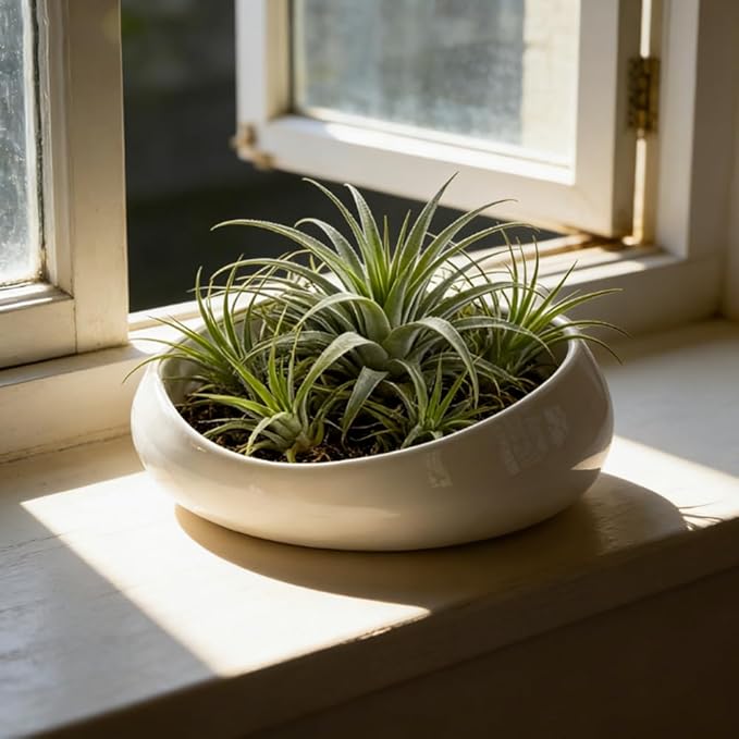 Modern Ceramic Succulent Pot with Drainage – Indoor Plant Pots, Artistic Design Flower Pots for Home, Office, Weddings & Party Décor