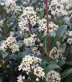 RedCrocus Japanese Skimmia Japonica Male Evergreen Shrub Shade Garden Fragrant Blooms Deer Resistant Pet Safe 2 Gallon