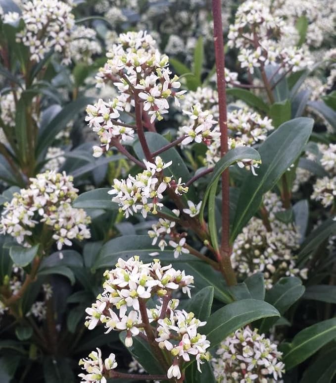RedCrocus Japanese Skimmia Japonica Male Evergreen Shrub Shade Garden Fragrant Blooms Deer Resistant Pet Safe 2 Gallon