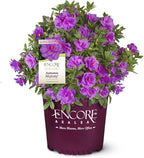 Encore Azalea 1 Gal. Autumn Majesty Azalea Shrub