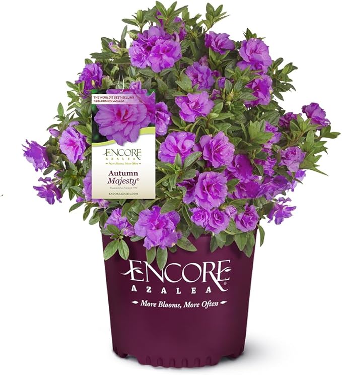 Encore Azalea 1 Gal. Autumn Majesty Azalea Shrub