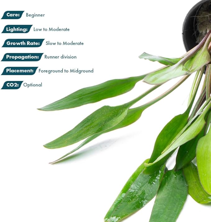 SubstrateSource Cryptocoryne Live Aquarium Plants - Freshwater Plant for Aquariums, Planted Fish Tanks - Beginner Friendly (Lutea, 5 Pots (20-25 Plants))
