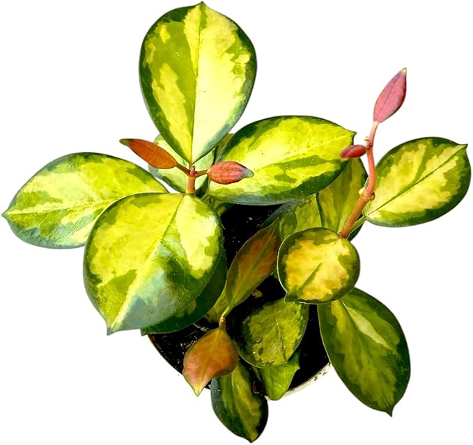 Hoya Australis Lisa, Pet Friendly, Live Indoor Plant, Very Unique and Easy to Care Live Plant in 4 inch Pot