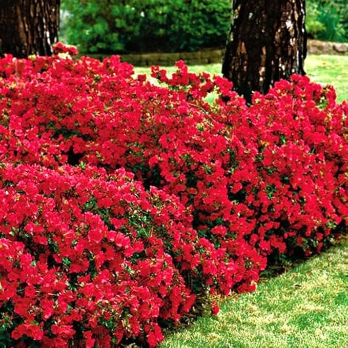 Red Azalea Plant Live, 7 Months Old Rhododendron Like, Azalea Rhododendron Tree Flowers Plants Live Bush in Pot