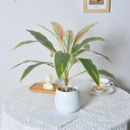 2 Pcs Artificial Cordyline Fruticosa Logs Tropcial Plant 21.6in Fake Dracaena Tree for Indoor Outdoor Office Home Living Room Patio Greenery Porch Decor (White)