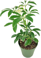 Schefflera Arboricola Variegated (4" Grower Pot) - Low Light and Healthy Houseplant - Easy to Care Indoor Houseplant for Beginners - Air-Purifying Indoor Plant for Home and Office Decoration