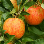 Brighter Blooms - Honeycrisp™ Apple Tree, 3-4 ft. - No Shipping to AK, AZ, CA, HI, ID, OR, WA