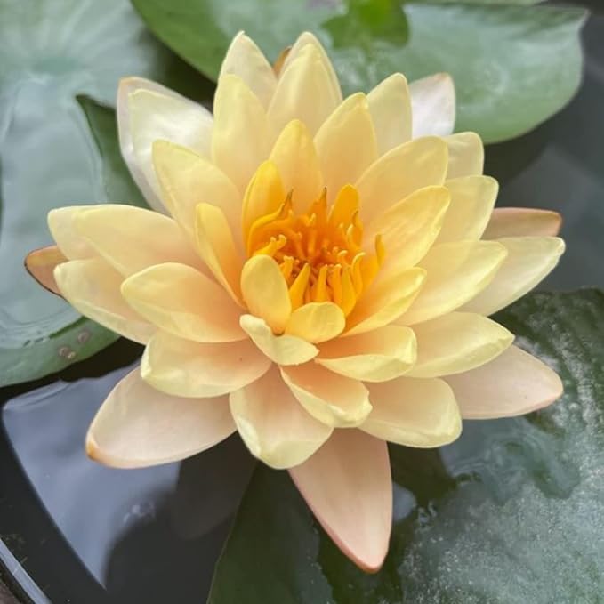 Mainam Mixed Colorful Hardy Water Lily Tuber Live Aquarium Plant for Freshwater Fish Pond Balcony Buy 2 GET Fertilizer Free (Orange Nymphaea Peaches & Cream)