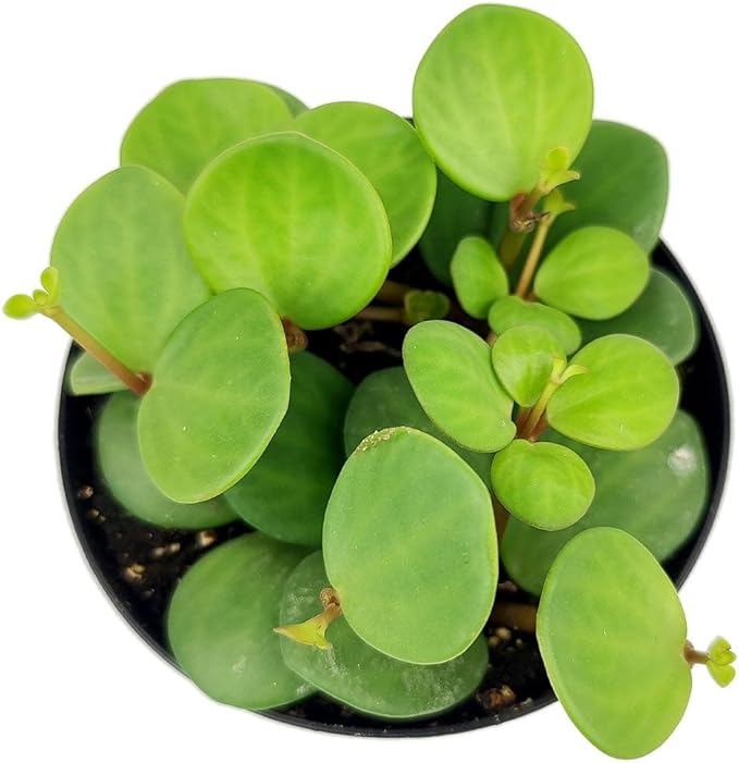 Peperomia 'Hope' (4 inch) - Lucky Houseplants - 4/6 inch Unique Live Decorative Houseplants - Easy to Care Indoor Plants, Perfect for Office, Home & Feng Shui Decor