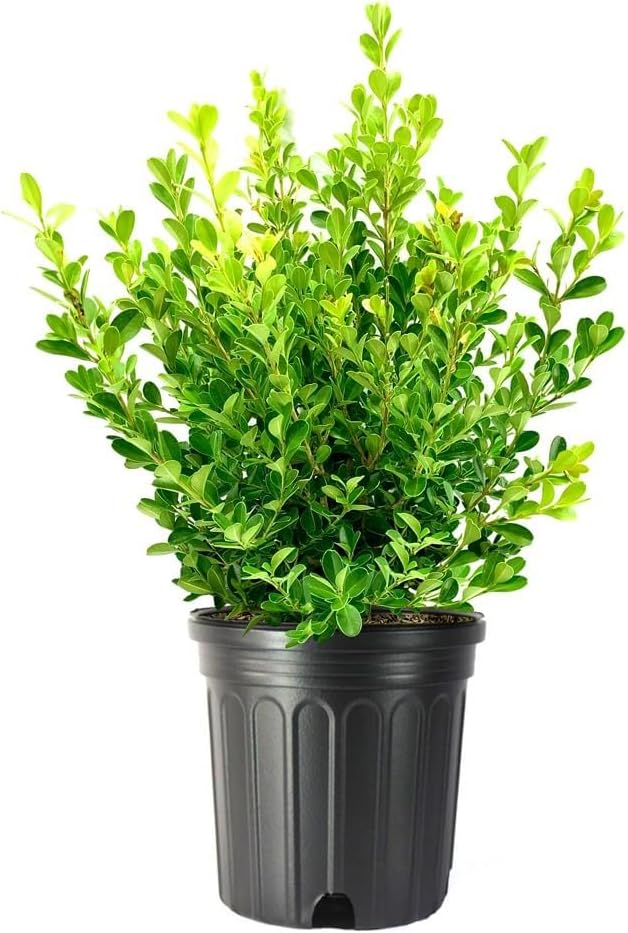 Japanese Boxwood | 1 Extra Large Trade 3 Gallon Plant | Buxus Microphylla | Evergreen Shrub, Low Maintenance, Ideal for Hedges, Dense Foliage, Perfect for Borders, Hardy Versatile Landscaping