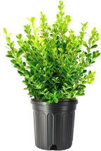 Japanese Boxwood | 1 Extra Large Trade 3 Gallon Plant | Buxus Microphylla | Evergreen Shrub, Low Maintenance, Ideal for Hedges, Dense Foliage, Perfect for Borders, Hardy Versatile Landscaping