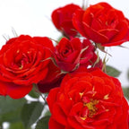 Light Red Climbing Rose Live Plant, Can Grow As Rose Bushes Shrubs, Fragrant Ready to Plant, Starter Size, 5 to 10 Inc Tall, Dormant in Winter