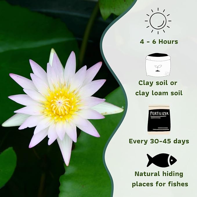 Mainam Mix Colorful Tropical Water Lily Tuber Live Aquarium Plant for Freshwater Fish Pond Balcony Buy 2 GET Fertilizer Free (White Blue Nymphaea Duban)