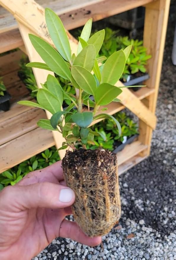 (1) - Holden Red Rhododendron - Starter Plant (7m) (1 Live Plant)