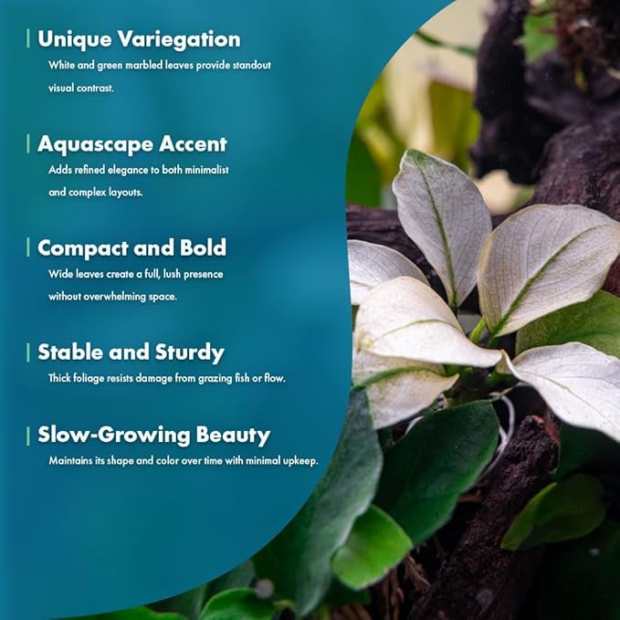 SubstrateSource Anubias Barteri White Broadleaf Rare Live Aquarium Plants - Freshwater Fish Tank Decorations