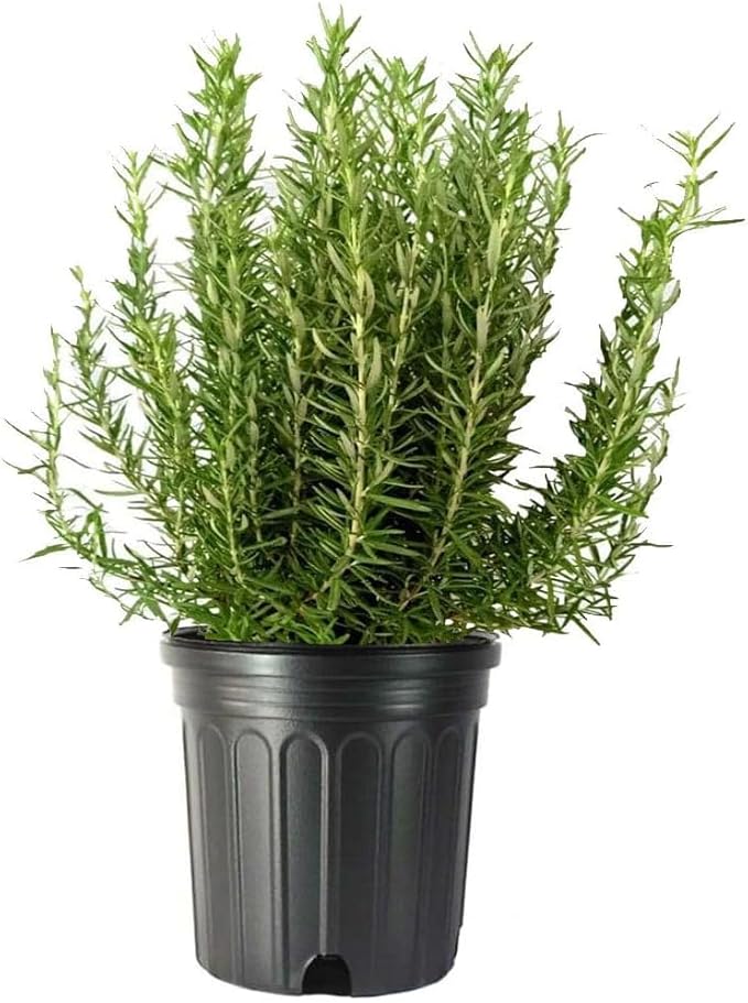 American Plant Exchange Live Tuscan Blue Rosemary Plant with Fragrant Blue and Violet Flowers, Edible Herb Plant, Plant Pot for Home and Garden Decor, 10" Pot, 1 Count