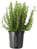 American Plant Exchange Live Tuscan Blue Rosemary Plant with Fragrant Blue and Violet Flowers, Edible Herb Plant, Plant Pot for Home and Garden Decor, 10" Pot, 1 Count