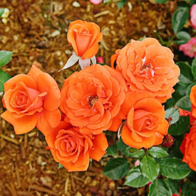 Random Climbing Rose Live Plant, Can Grow As Rose Bushes Shrubs, Fragrant Ready to Plant, Starter Size, 5 to 10 Inc Tall, Dormant in Winter