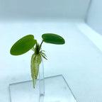 20+ Leaves Amazon Frogbit (+Free Bonus Plant +Invisible Feeding Ring) Live Floating Plant for Aquarium (Limnobium Laevigatum) by Aquarigram