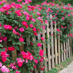 Brighter Blooms - Double Pink Knock Out® Rose Shrub, 1 Gallon - No Shipping to AK, AZ, HI