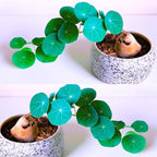 2"-2.5" Hardy Stephania Cephalantha Plant Small Caudex Wide, Rare Succulent Already Sprouts with No Hair Roots, for Planting,Home Decor, Houseplant Decor