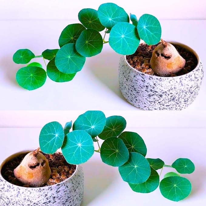 2"-2.5" Hardy Stephania Cephalantha Plant Small Caudex Wide, Rare Succulent Already Sprouts with No Hair Roots, for Planting,Home Decor, Houseplant Decor