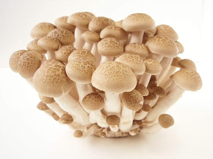 Root Mushroom Farm- Mushroom Liquid Cultures/Brown Beech(Hypsizygus tessulatus)