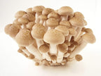 Root Mushroom Farm- Mushroom Liquid Cultures/Brown Beech(Hypsizygus tessulatus)