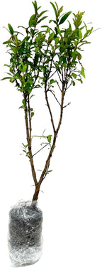 ragnaroc Live Fruit Trees – Punica Granatum Dwarf Pomegranate Plug 9-12” Tall - 1ct - Color When Flowering Red, Bonsai - Live Arrival Guaranteed - House Plants for Home Decor
