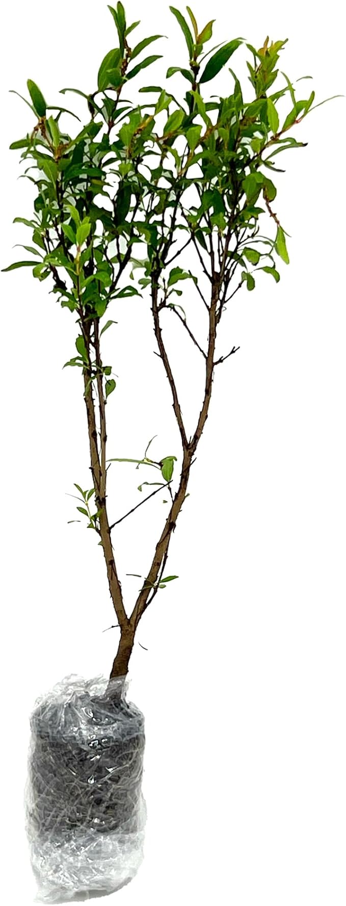 ragnaroc Live Fruit Trees – Punica Granatum Dwarf Pomegranate Plug 9-12” Tall - 1ct - Color When Flowering Red, Bonsai - Live Arrival Guaranteed - House Plants for Home Decor
