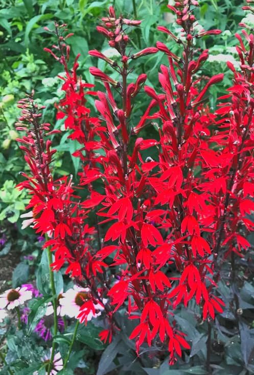 Red Cardinal Flower - Live Plant - Lobelia cardinalis - Vibrant Red Blooms, Attracts Hummingbirds Perennial, 3 Inch Pot, Traditional Medicinal & Garden Herb, Easy to Grow, Hardy Perennial