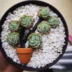 Yishang Mini Terracotta Pots with Drainage Holes - 1.5 inches Tiny Clay Nursery Pots for Indoor/Outdoor Mini Plant, DIY Crafts, Wedding Favors(100 Pack)