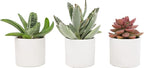 Live Succulents in White Planter Pots (3 PK), Live Succulent Plants Live Plants & Costa Farms Live Snake Plant, Easy Care Houseplant in Indoor Garden Plant Pot, Grower's Choice House