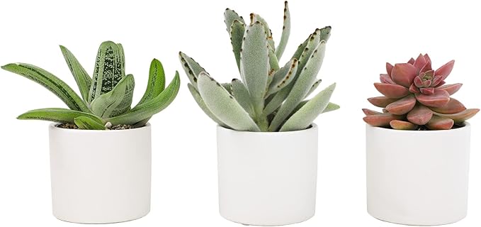 Live Succulents in White Planter Pots (3 PK), Live Succulent Plants Live Plants & Costa Farms Live Snake Plant, Easy Care Houseplant in Indoor Garden Plant Pot, Grower's Choice House