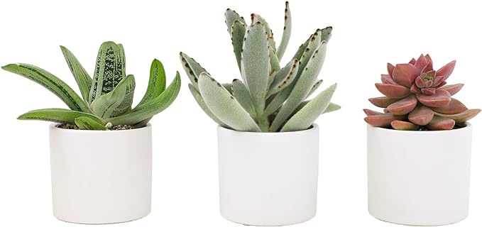 Live Succulents in White Planter Pots, Live Succulent Plants Live Plants in Succulent Pots & Costa Farms Snake Plant, Live Indoor and Outdoor Sansevieria Plant, 2-3 Feet Tall
