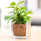 Clay Pebbles Gardening Ceramsite Orchid Hydroponic Grow Media Clay Rocks Drainage Water Purification Ceramsite Decor Cultivation Soil Stone Horticultural Grade for Soil Hydroponics Aquaponics 2.2lb