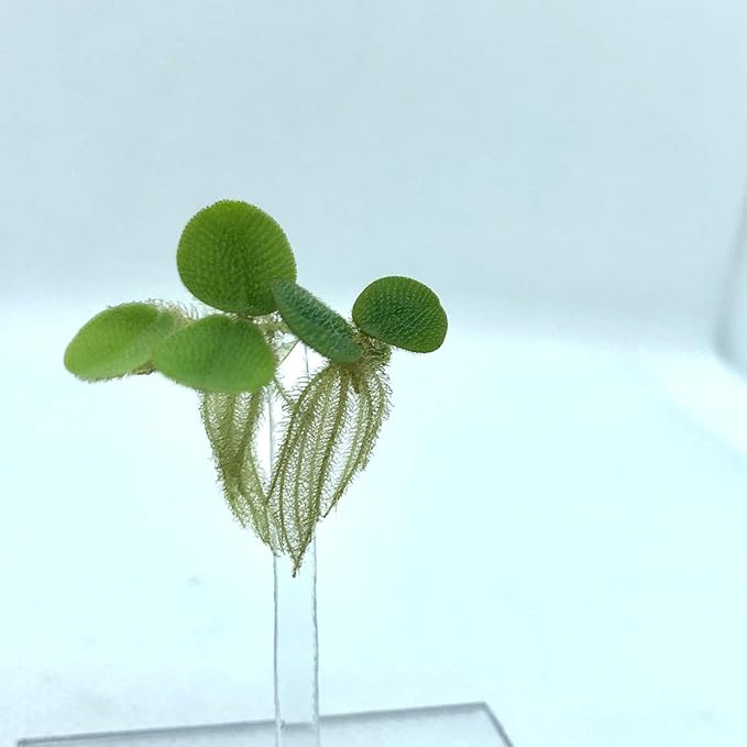 Aquarigram Floating Plant Combo Pack! (Amazon Frogbit, Red Root Floater, Dwarf Water Lettuce, Water Spangles) (Plants Only)