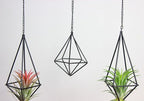 SZRUIZFZ Tillandsia Air Plant Holder Black Geometric Hanging Air Plant Holders Unique for Wall Decor Xerographica Air Plant Hanger for Indoor Decor Himmeli Geometric Decor (5Pcs)