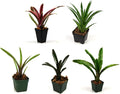 Josh's Frogs Bromeliad Bundle (5 Plants)