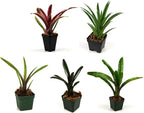 Josh's Frogs Bromeliad Bundle (5 Plants)