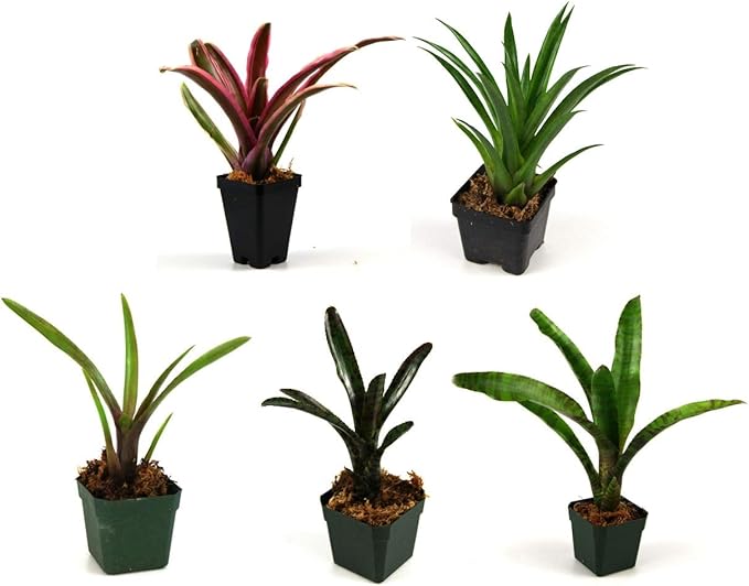 Josh's Frogs Bromeliad Bundle (5 Plants)