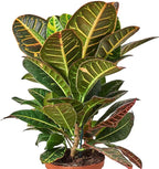 Croton Petra 'Joseph's Coat' Live Plant for Indoor | Different Houseplants in 4'' & 6'' Pot | Real House Plant for Living Room, Office, Desk & Bathroom | Codiadeum variegatum
