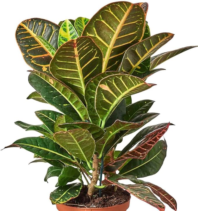 Croton Petra 'Joseph's Coat' Live Plant for Indoor | Different Houseplants in 4'' & 6'' Pot | Real House Plant for Living Room, Office, Desk & Bathroom | Codiadeum variegatum