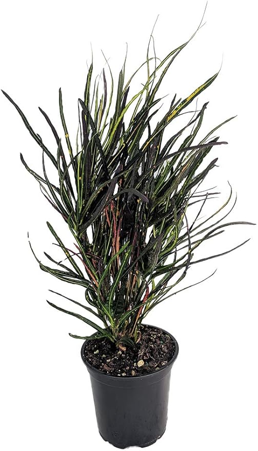 Picasso's Paintbrush Croton - 4" Pot - Colorful House Plant - Collector's Series