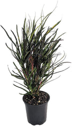 Picasso's Paintbrush Croton - 4" Pot - Colorful House Plant - Collector's Series