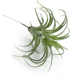 2PCS Artificial Flocking Tillandsia Air Plants Faux Succulents Bromeliads for Indoor/Outdoor Garden and Home Decor, Terrarium Decorations, Arrangements, Office, and Displays(Small)