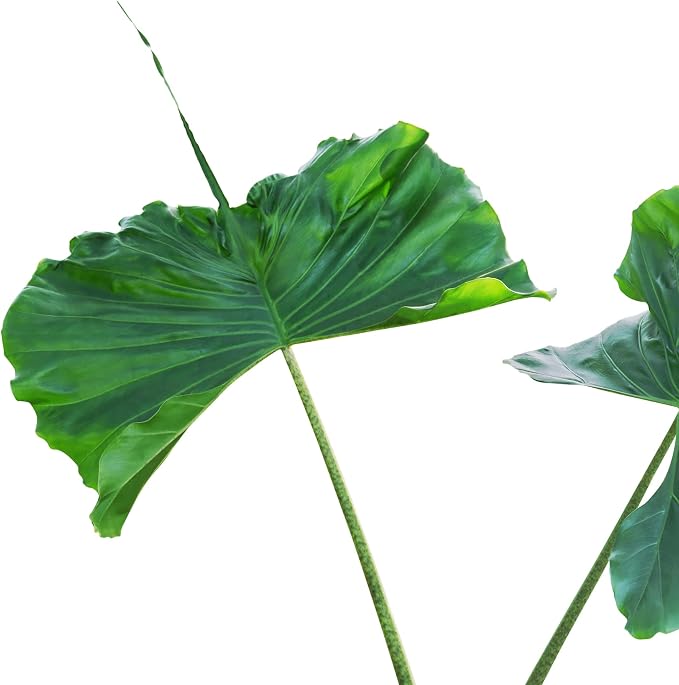 Stingray Elephant Ear Live Plant - Alocasia stringray by Wellspring Gardens - Alocasia - Unique Foliage - Versatile Plant - Tropical Plant
