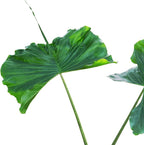 Stingray Elephant Ear Live Plant - Alocasia stringray by Wellspring Gardens - Alocasia - Unique Foliage - Versatile Plant - Tropical Plant
