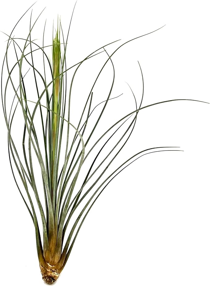 ragnaroc Air Plants Bulk - Tillandsia Juncea Wholesale, Jumbo 8-12" - 30ct - Live Arrival Guaranteed - House Plants for Home Decor & Gift