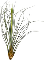 ragnaroc Air Plants - Tillandsia Juncea, Jumbo 8-12" - 1ct - Live Arrival Guaranteed - House Plants for Home Decor & Gift